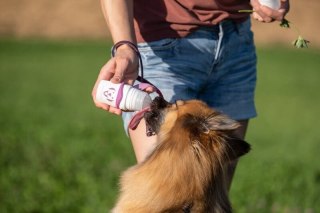 Doggy Roller SmoothieDog