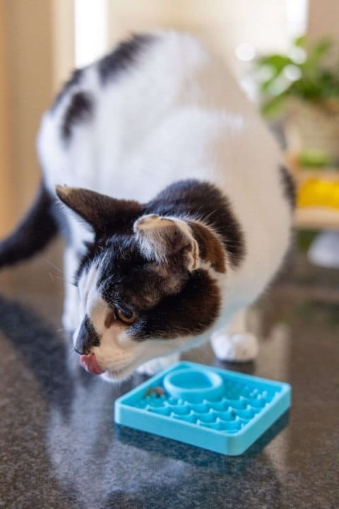 Mata Lickimat KITTY dla kociąt turkusowa