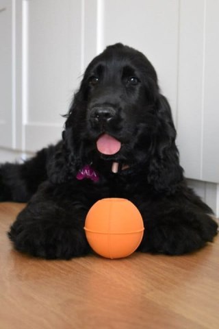 RUCAN BALL Orange , średnio twarda, pomarańczowa piłka na przysmaki dla psa Rozmiar M