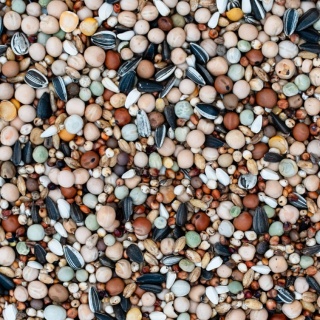 Best Natural Bez Pszenicy i Kukurydzy BK– 20kg – naturalna mieszanka dla gołębi pocztowych
