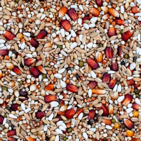 Best Natural Champion Extra CH 1kg – naturalna mieszanka dla gołębi pocztowych