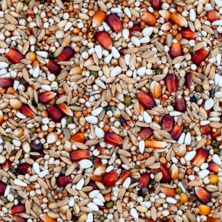 Best Natural Champion Extra CH 10kg – naturalna mieszanka dla gołębi pocztowych
