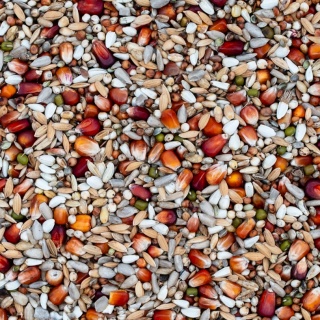 Best Natural Energetyczna E 20kg – naturalna mieszanka dla gołębi pocztowych