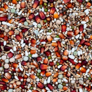 Best Natural Lotowa Sport Extra LSE 20kg – naturalna mieszanka dla gołębi pocztowych