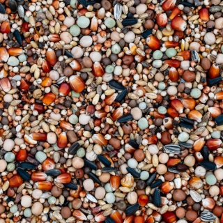 Best Natural Pierzeniowa Extra PX 1kg – naturalna mieszanka dla gołębi pocztowych