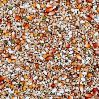 Best Natural Lekkostrawna LS 20kg – naturalna mieszanka dla gołębi pocztowych