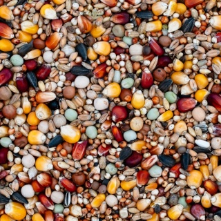 Best Natural Pierzeniowa P 20kg – naturalna mieszanka dla gołębi pocztowych