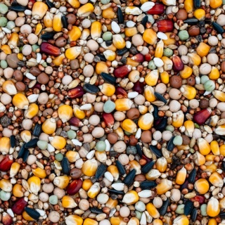 Best Natural Bez Pszenicy BP– 20kg – naturalna mieszanka dla gołębi przez cały rok