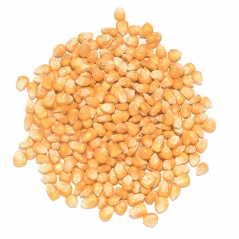 Kukurydza żółta paszowa drobna – 25kg – naturalna energia w delikatniejszej formie!