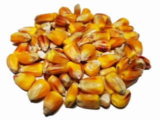 Kukurydza żółta paszowa –1kg – naturalna energia w każdej garści
