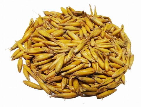 Owies paszowy – 1kg – naturalne źródło energii i zdrowia dla Twoich zwierząt