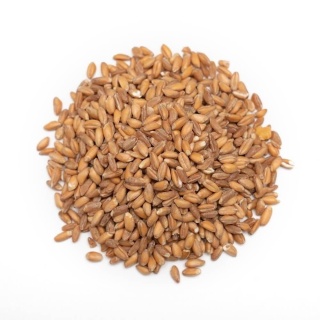 Pszenica paszowa – 1kg –naturalny składnik diety zwierząt gospodarskich i domowych