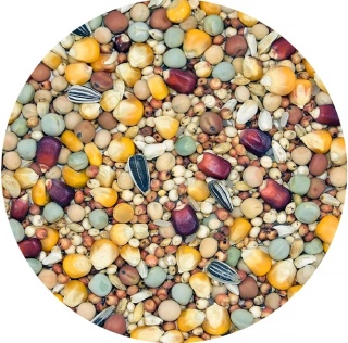 MDM Karma dla gołębi rozpłodowo-lotowa 25 kg – siła, energia i płodność w jednym worku