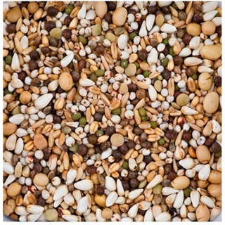 BEYERS OLYMPIA 52 – BREEDING YOUNGSTERS WITH MILK THISTLE ROZPŁODOWA 20 kg