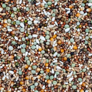 Best Natural – dla Młodych – karma dla gołębi pocztowych 20 kg