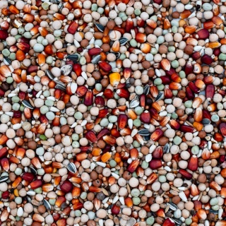 Best Natural – RE – Rozpłodowa Extra – karma dla gołębi pocztowych 20 kg