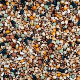 Best Natural O – Ozdobne – dla Małych Ras Gołębi Ozdobnych 20 kg