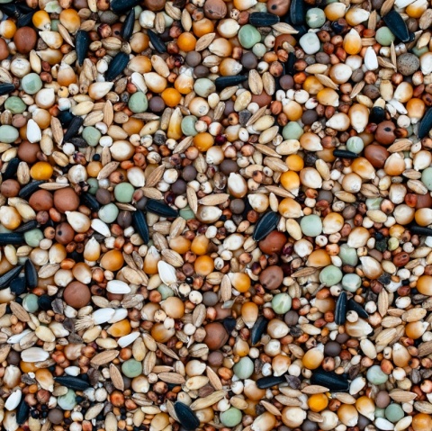 Best Natural O – Ozdobne – dla Małych Ras Gołębi Ozdobnych 20 kg