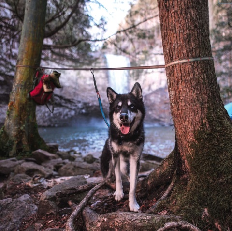 Kurgo Ridgeline Tie-Out 9m - tyrolka dla psa, linka kampingowa dla psa, rozpinana między drzewami