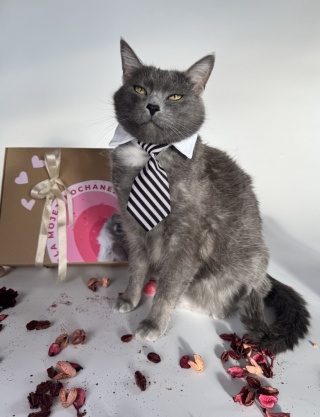 LoveBox duży (bo rozmiar ma znaczenie) dla kota