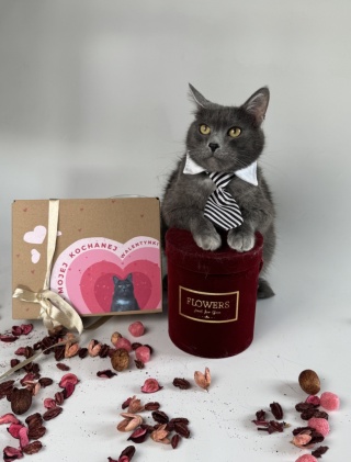 LoveBox mały (ale wariat) dla kota