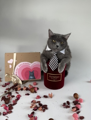 LoveBox mały (ale wariat) dla kota