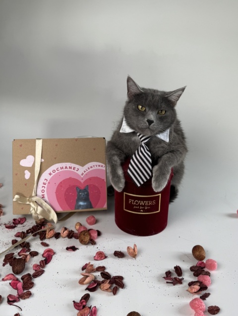 LoveBox mały (ale wariat) dla kota