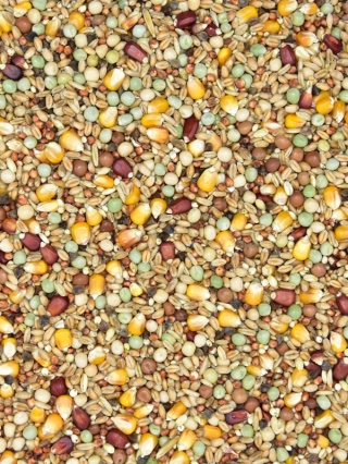 MDM SKY RACE EUROPE BREED SRR– Mieszanka Rozpłodowa dla gołębi pocztowych 25 kg