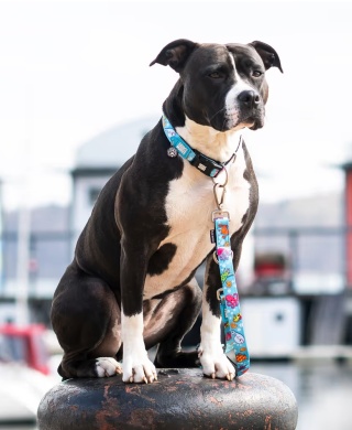 Max&Molly GOTCHA! Smart ID Ocean Collar - obroża z zawieszką smart Tag dla psa - M