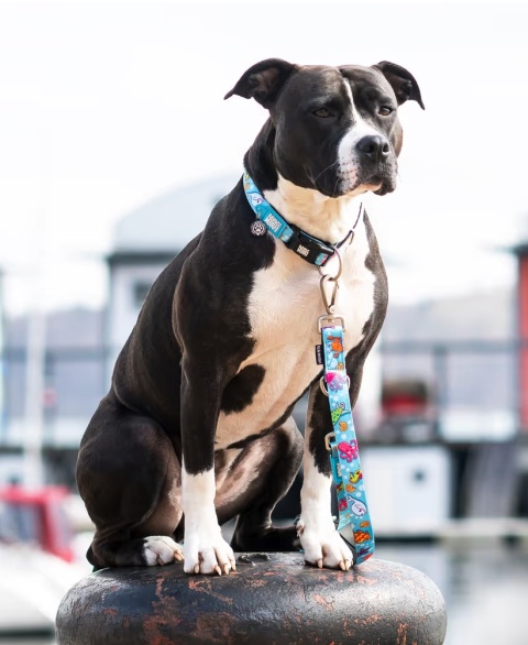 Max&Molly GOTCHA! Smart ID Ocean Collar - obroża z zawieszką smart Tag dla psa - M