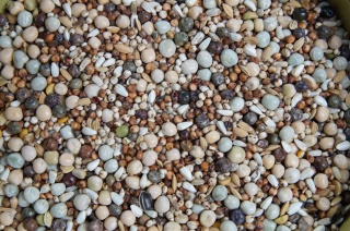 Mrowca BK – Karma dla Gołębi Pocztowych bez pszenicy i kukurydzy 25 kg