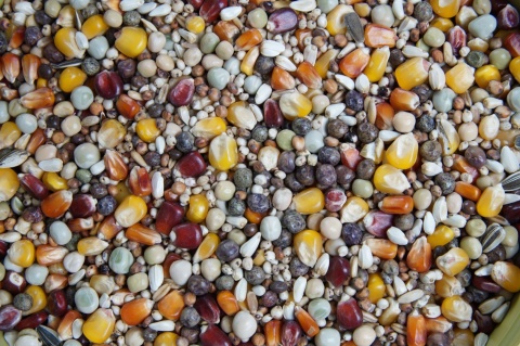 Mrowca BP 25 kg – Karma dla gołebi pocztowych bez dodatku pszenicy 25 kg