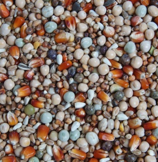 Mrowca 4 PORY ROKU – Rozpłodowa | Pełnoporcjowa mieszanka rozpłodowa dla gołębi 25 kg