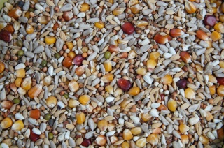 Mrowca E – Energetyczna | Wysokoenergetyczna mieszanka dla gołębi lotowych 20 kg