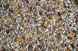 Mrowca GO – Gołębie Ozdobne | Pełnoporcjowa mieszanka dla gołębi ozdobnych 20 kg