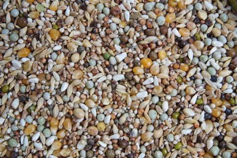 Mrowca GO – Gołębie Ozdobne | Pełnoporcjowa mieszanka dla gołębi ozdobnych 20 kg