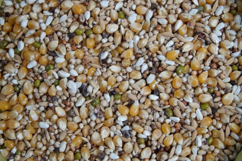 Mrowca LX – Lekkostrawna | Pełnoporcjowa mieszanka lekkostrawna dla gołębi 20 kg