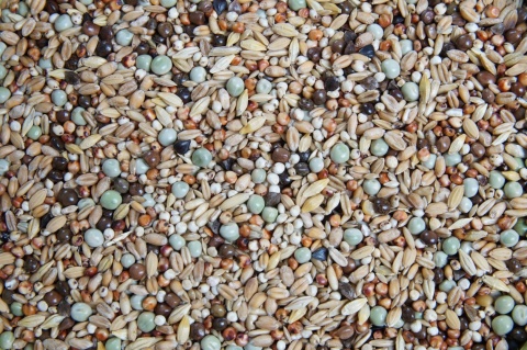 Mrowca KR – Gołębie Krótkodziobe | Pełnoporcjowa mieszanka dla gołębi krótkodziobych 20 kg