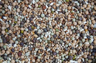 MR100 – Mieszanka grochów | Pełnoporcjowa mieszanka wysokobiałkowa dla gołębi 20 kg