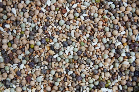 MR100 – Mieszanka grochów | Pełnoporcjowa mieszanka wysokobiałkowa dla gołębi 20 kg