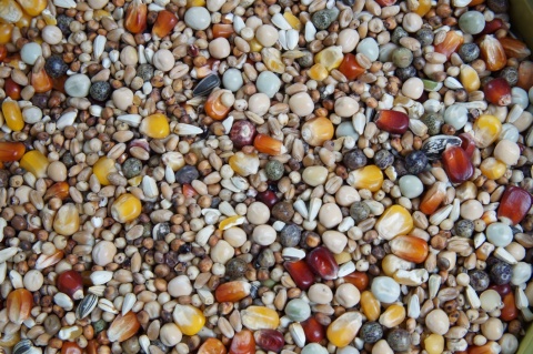 Mrowca RL – mieszanka rozpłodowo - lotowa | Pełnoporcjowa mieszanka dla gołębi lotowych 25 kg