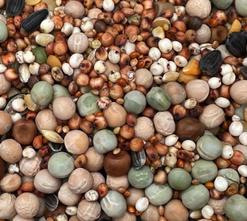 Podyma BEZ PSZENICY I KUKURYDZY – wysokobiałkowa mieszanka dla gołębi | 25 kg