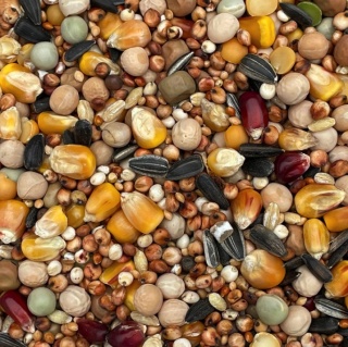 Podyma BP – 25kg– Mieszanka dla gołębi pocztowych bez pszenicy