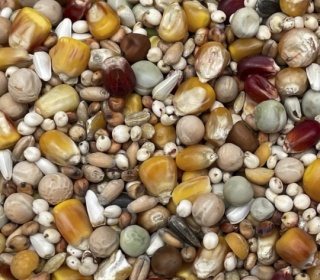 Podyma ROZPŁODOWO-LOTOWA – mieszanka paszowa dla gołębi | 25 kg