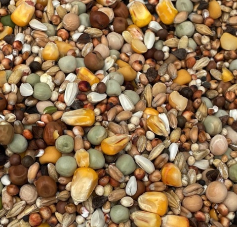 Podyma ROZPŁODOWA PLUS – mieszanka paszowa rozpłodowa dla gołębi | 25 kg