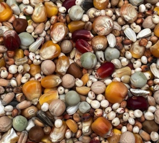 Podyma ROZPŁODOWO-LOTOWA – mieszanka paszowa dla gołębi | 25 kg