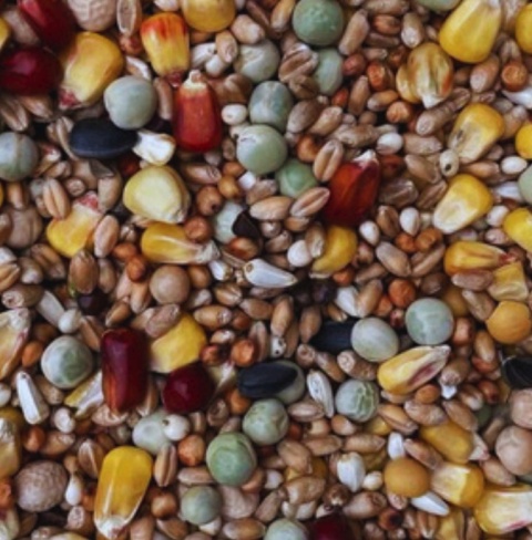 Podyma U – 25kg– Mieszanka dla gołębi pocztowych Uniwersalna