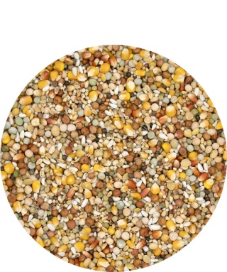 VERSELE-LAGA Start Plus I.C.+ Immunity Concept+ karma rozpłodowa dla gołębi 20 kg