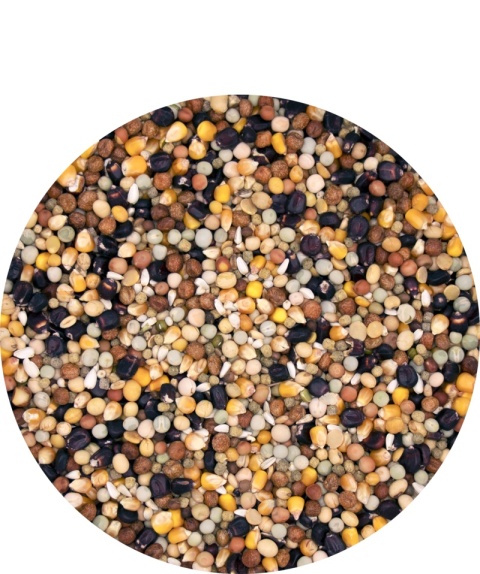 VERSELE-LAGA Start Plus Black Label – Karma rozpłodowa z czarną kukurydzą | Linia Black Label 20 kg