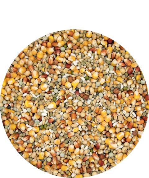 VERSELE-LAGA Superstar Plus – Karma dla wdowców | Sezon lotowy 20 kg